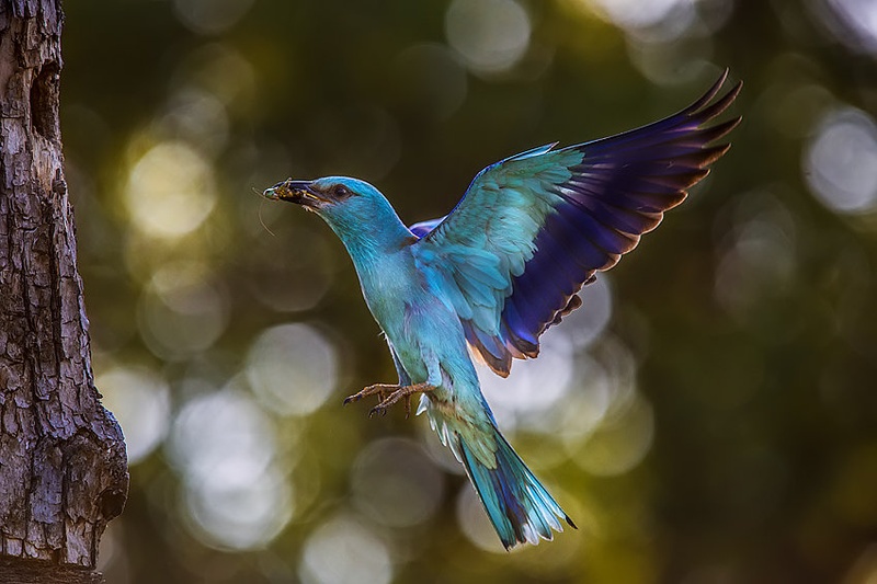 Coracias garrulus by godi