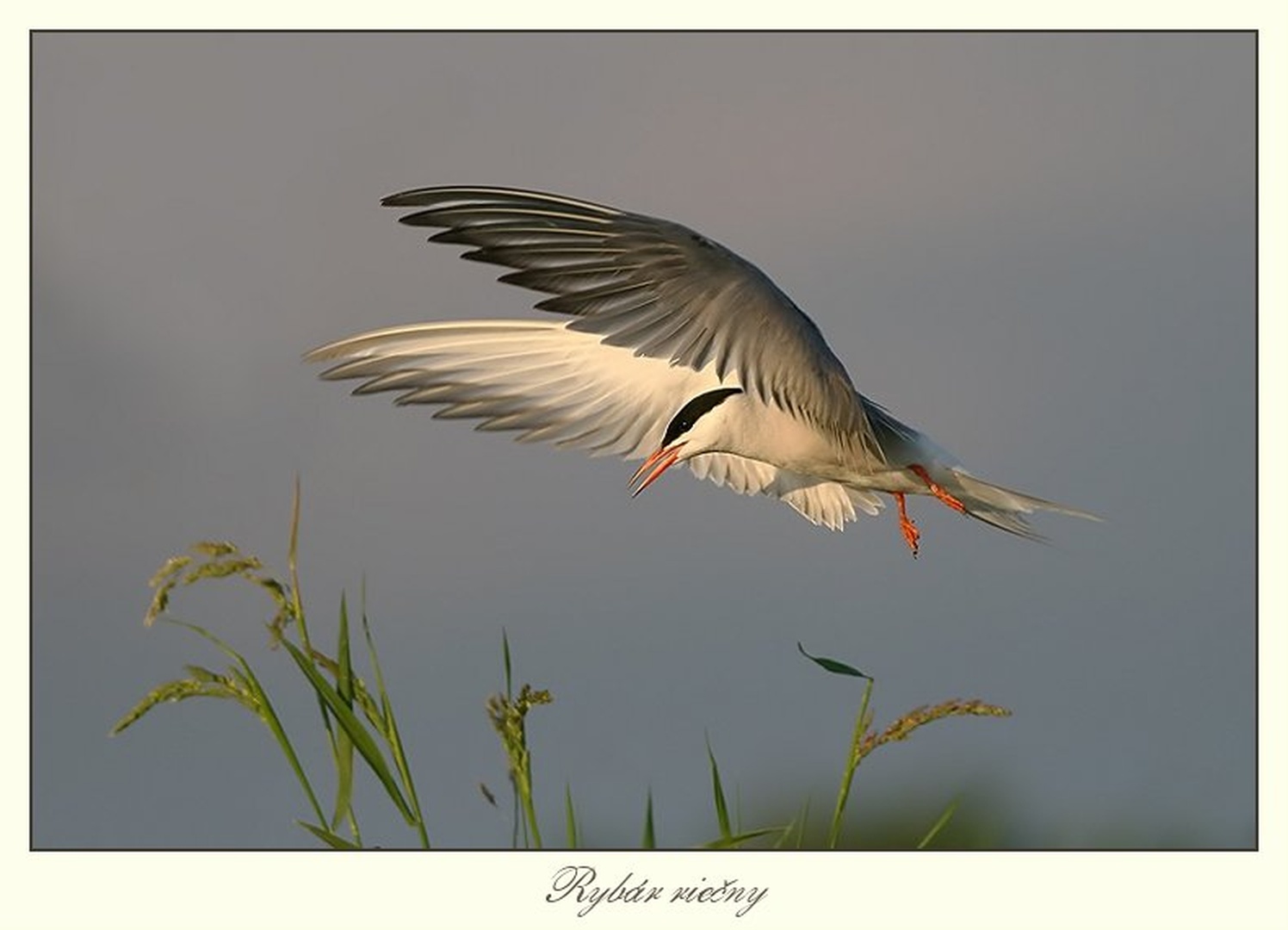 Sterna hirundo by