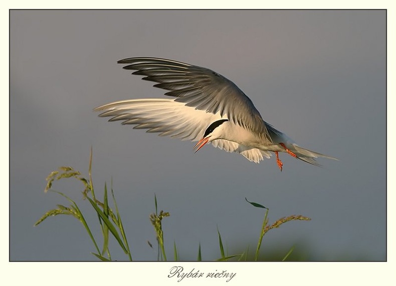 Sterna hirundo by godi