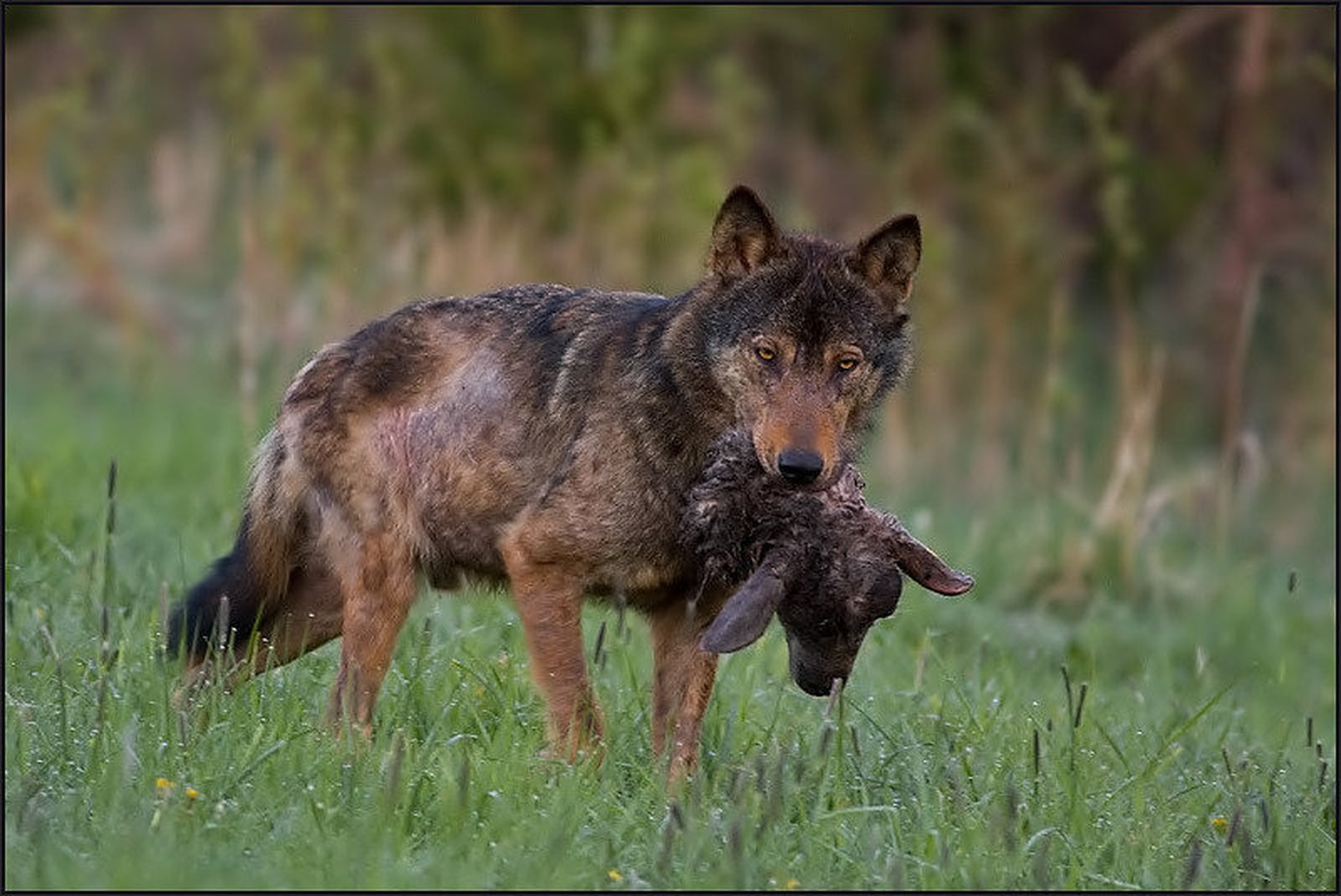 Canis lupus by