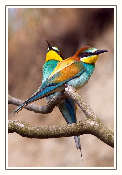 Merops apiaster by godi