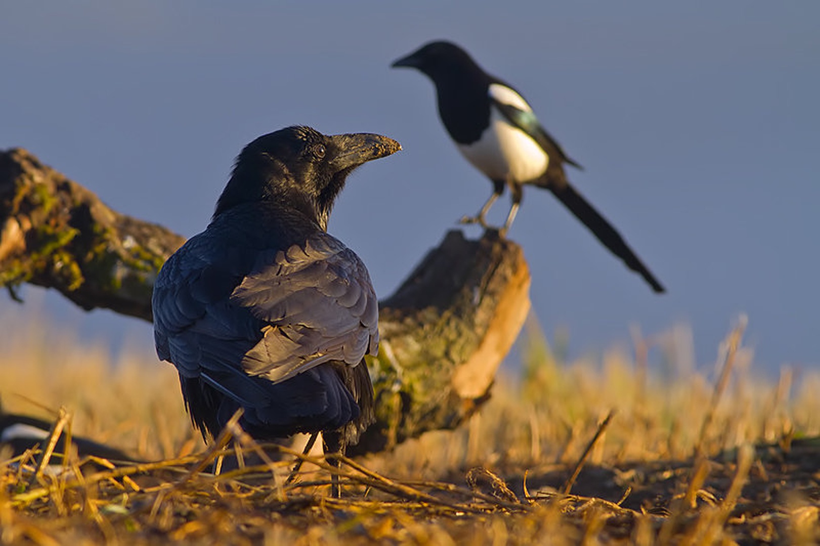 raven by