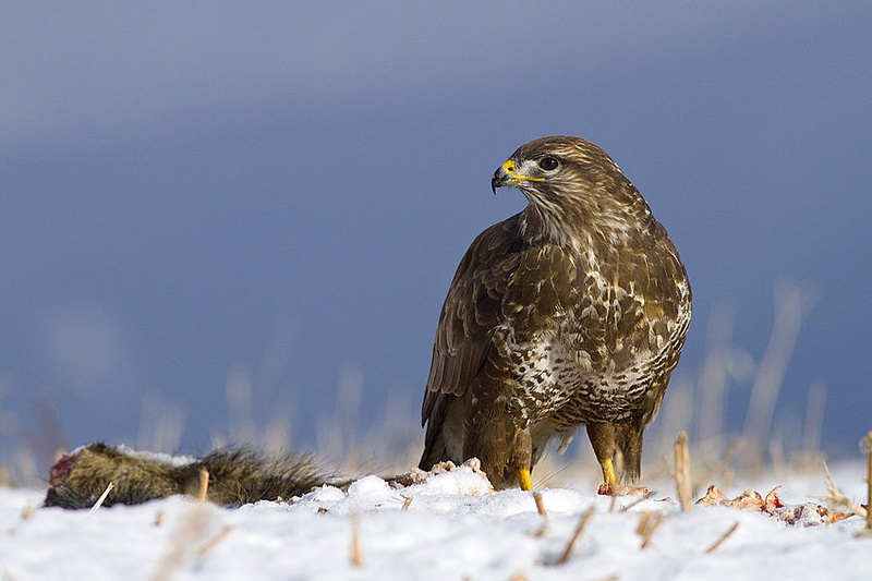 Buteo buteo by godi