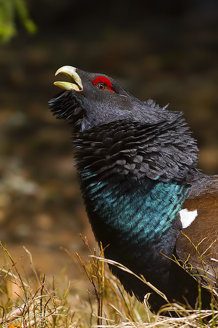 Tetrao urogallus by