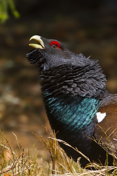 Tetrao urogallus by godi