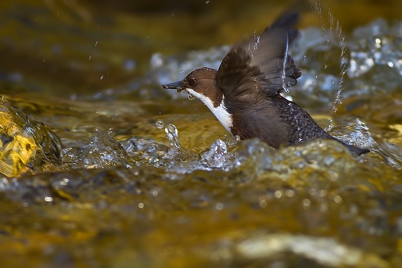 Cinclus cinclus by godi