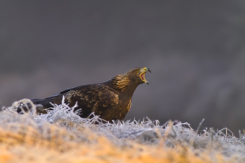 Aquila chrysaetos by godi