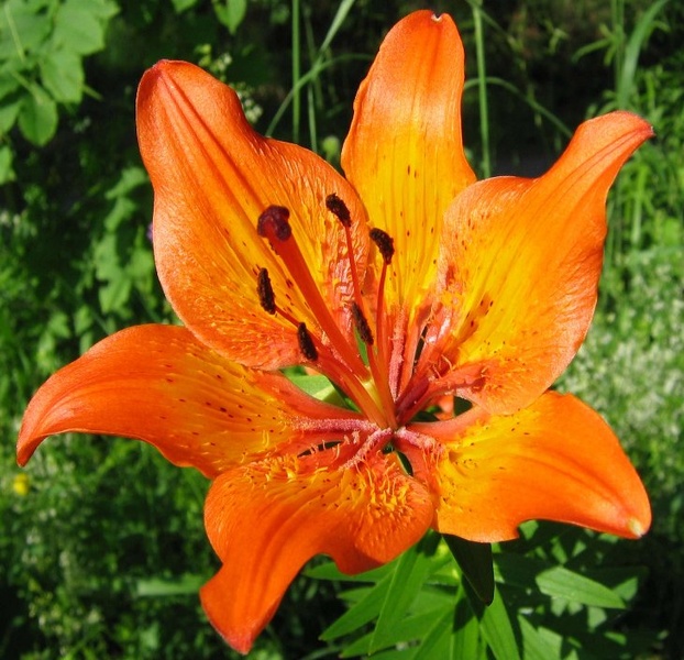 Brstična lilija by bostov
