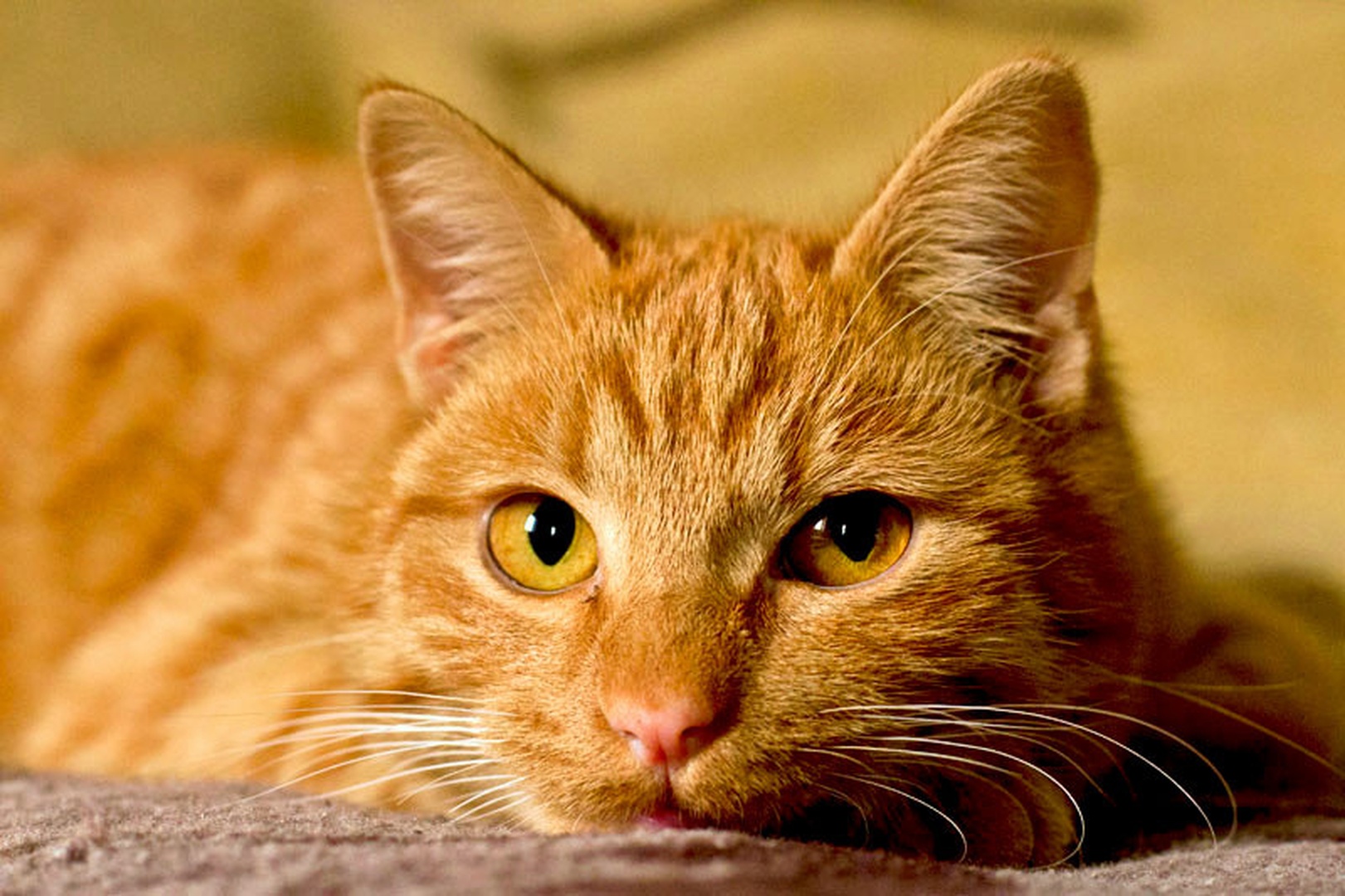 my cat... by mateja vesel