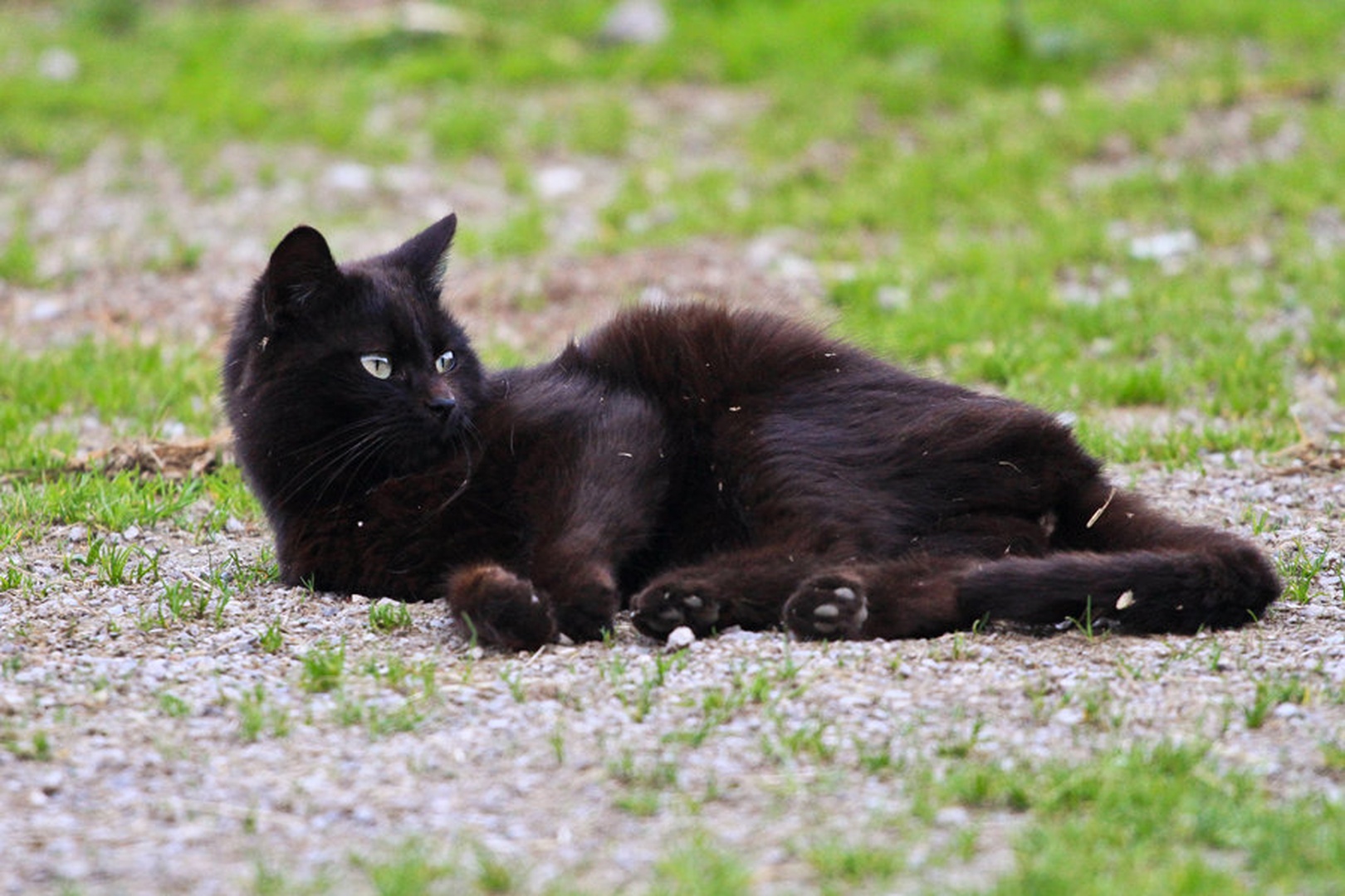 black cat.... by mateja vesel