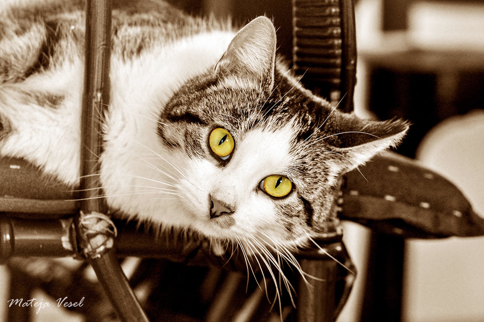 green cat eyes. by mateja vesel