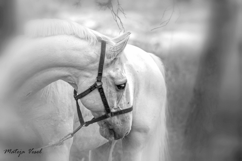 white beauty by mateja vesel