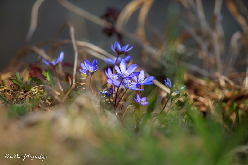 first in line... by mateja vesel