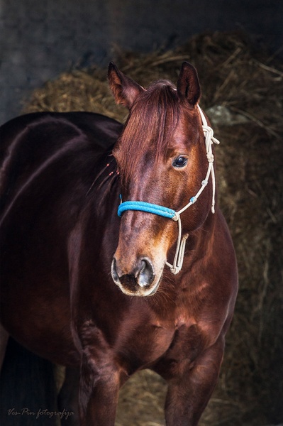 horses portret by mateja vesel