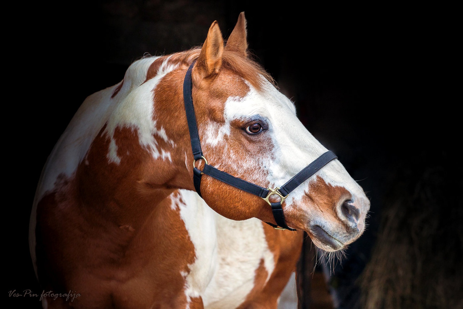 Paint horse...portret. by mateja vesel