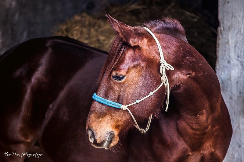horse by mateja vesel