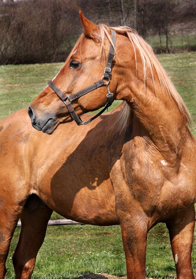 horse's beauty by mateja vesel