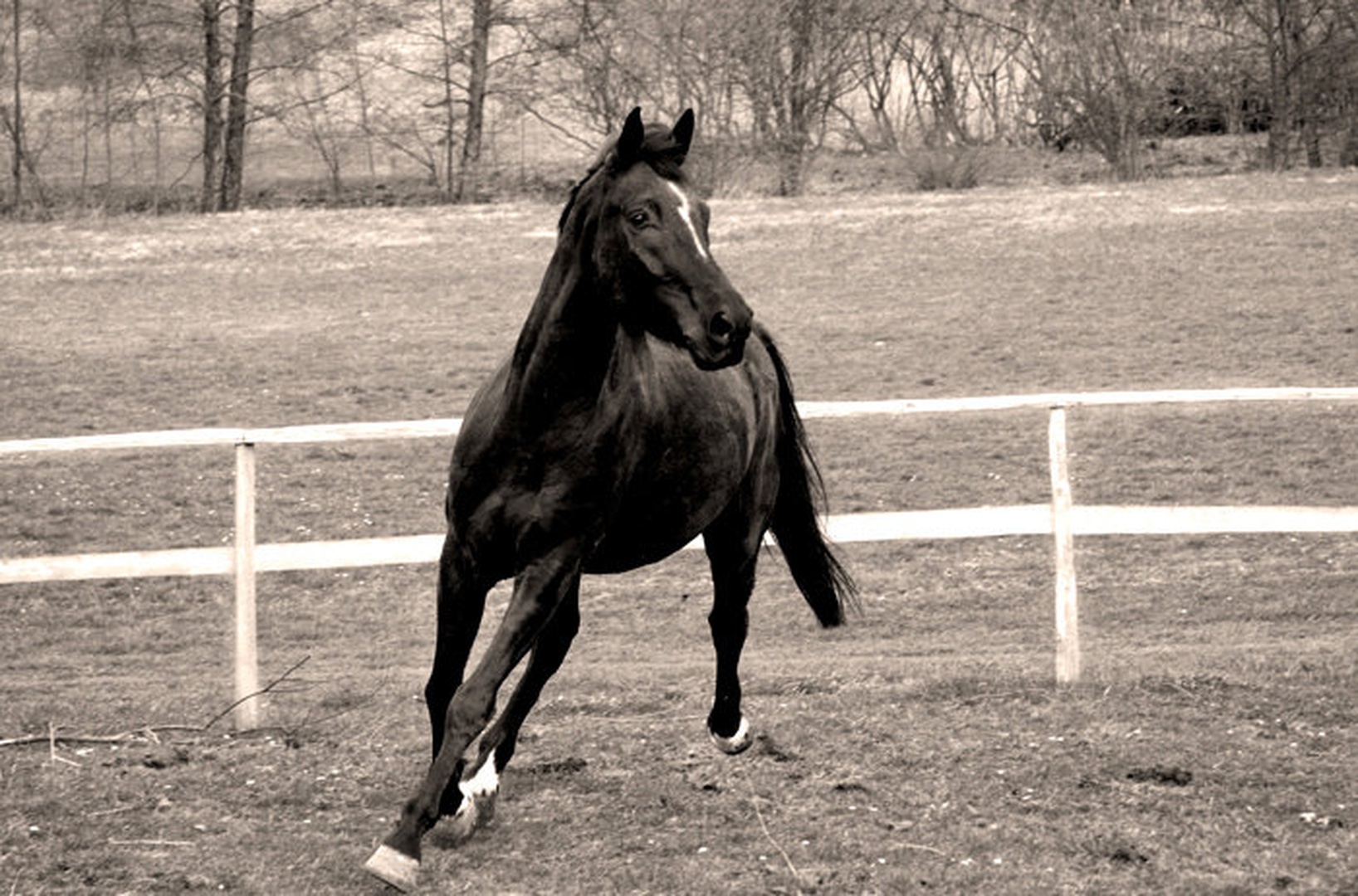 the Black beauty by mateja vesel