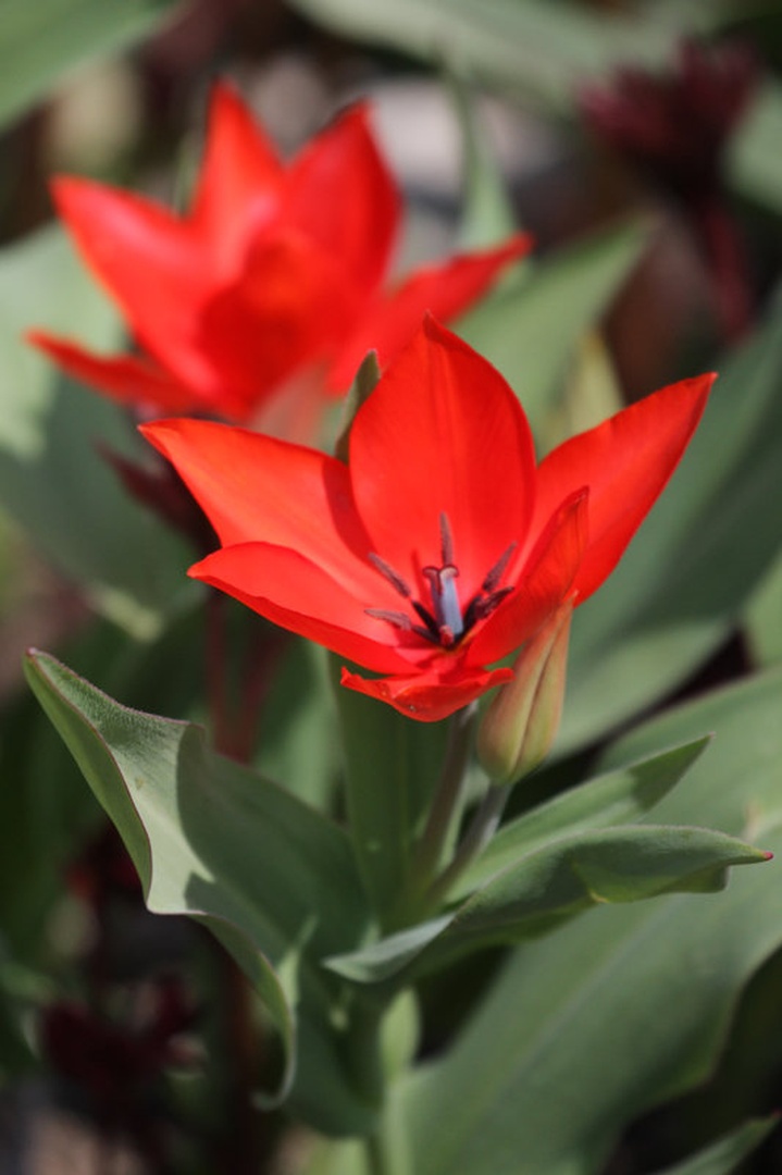 garden beauty by mateja vesel