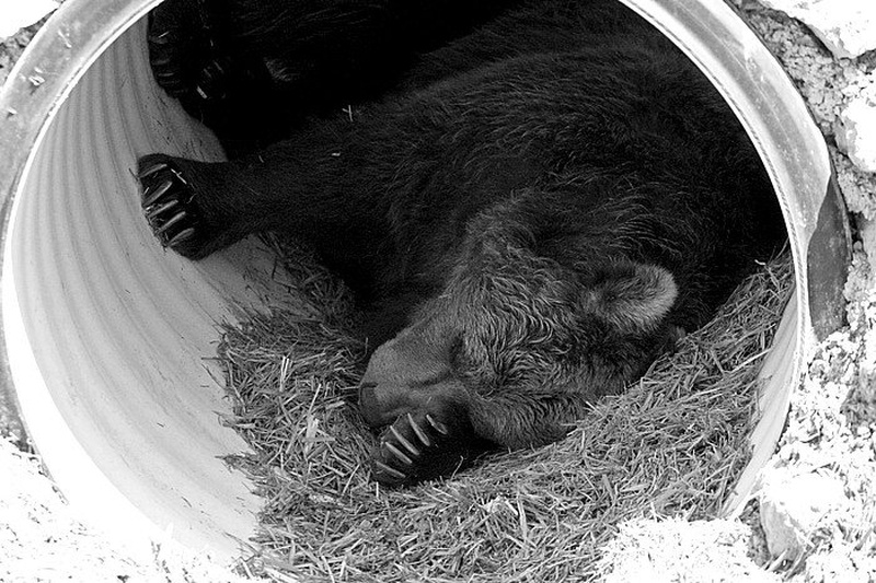 Sleepy bear... by mateja vesel