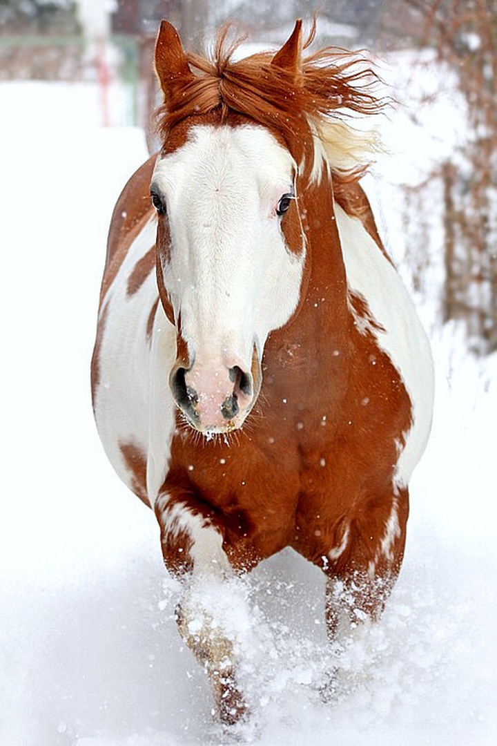 snow horse by mateja vesel