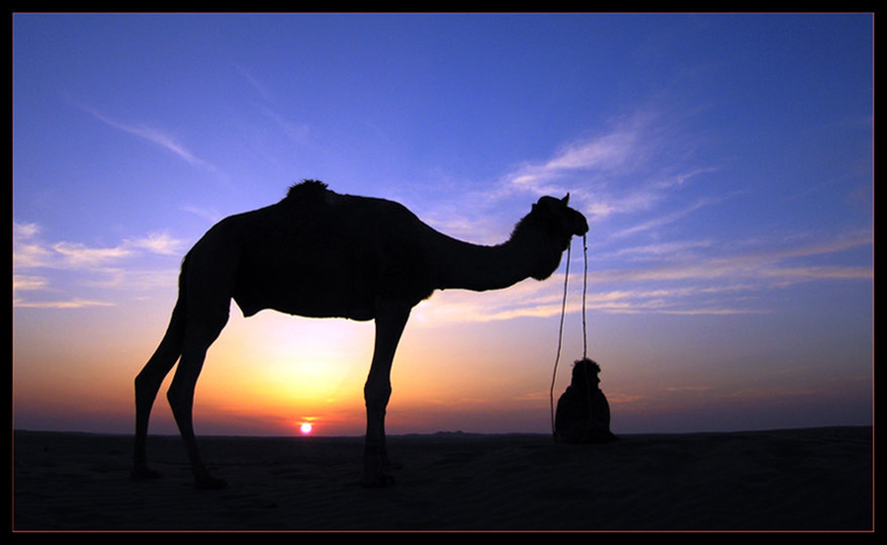 camelman by Janez Gercar