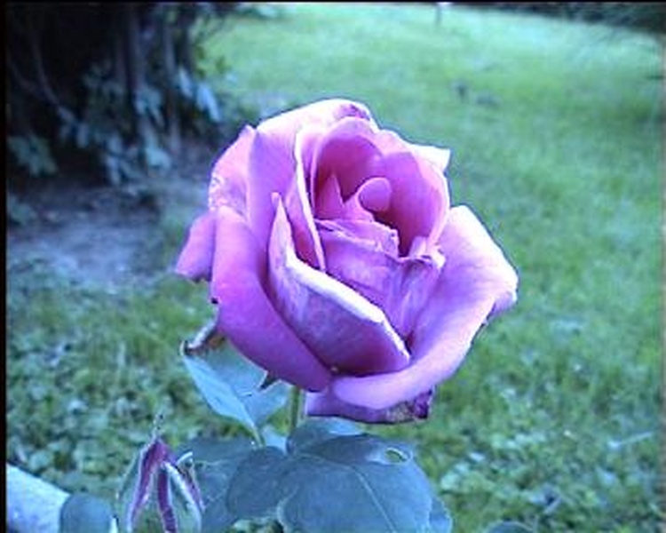 Rose by amater
