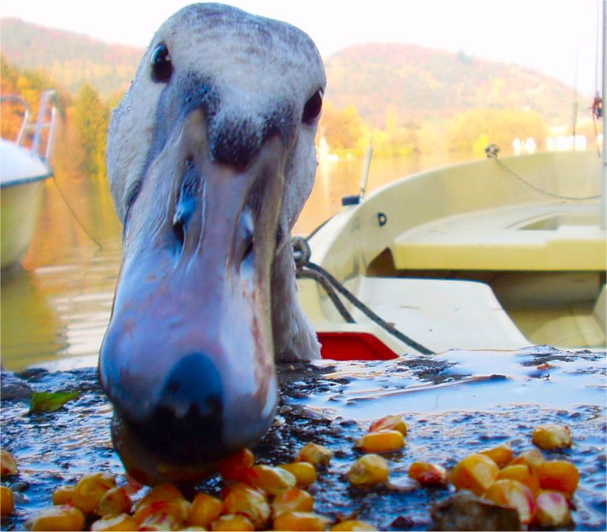 Gneča ob bregu by