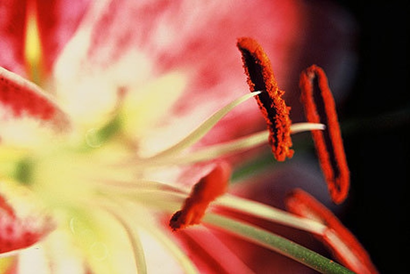 Lilija by Dax