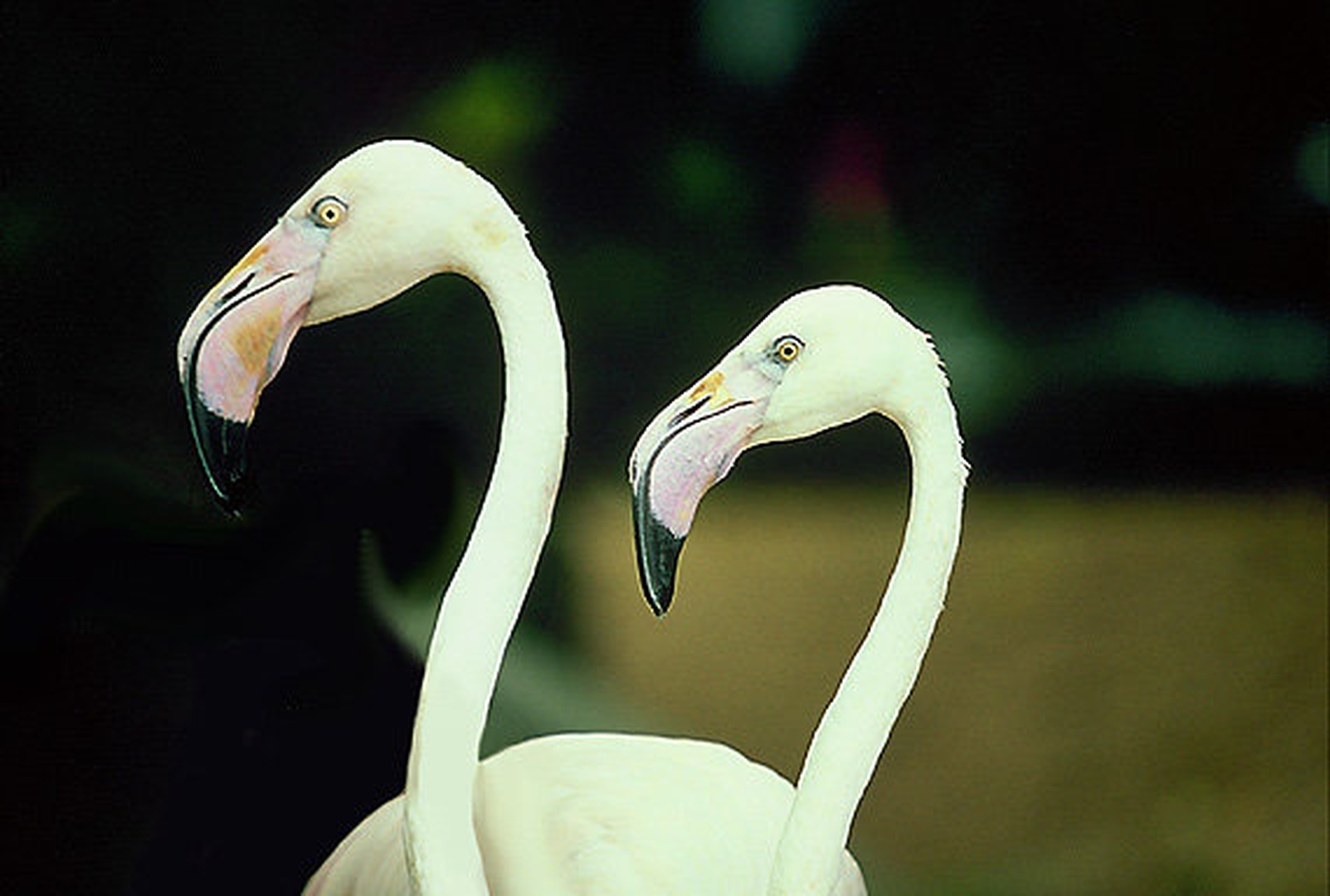 Flamingo by