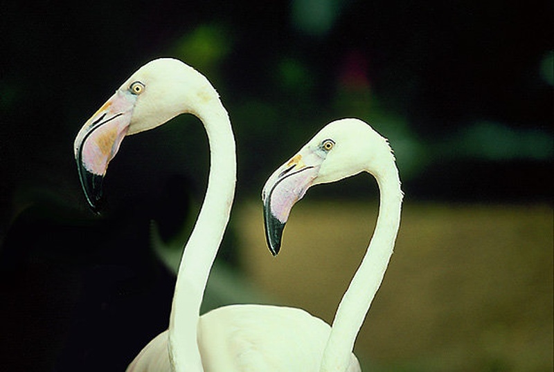 Flamingo by Dax