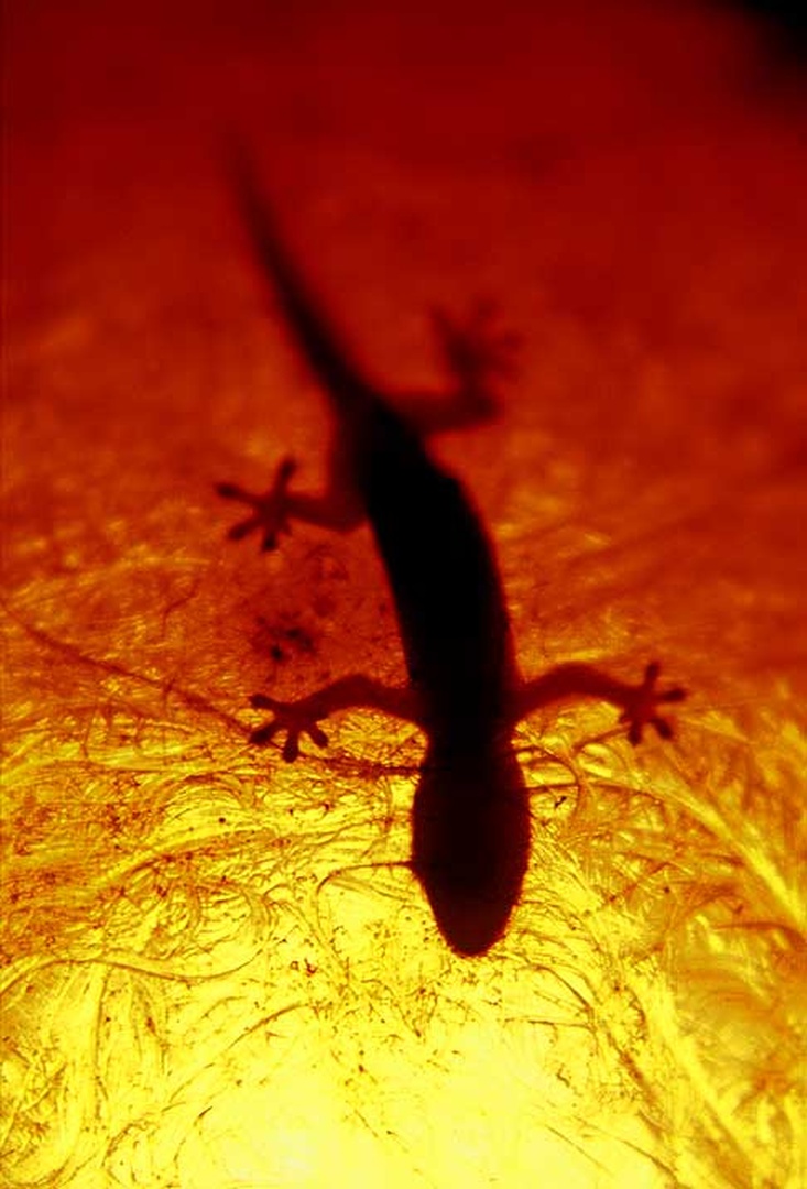 Geko by