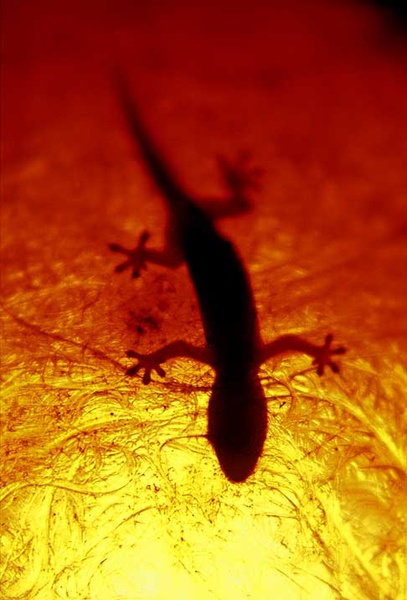 Geko by Dax