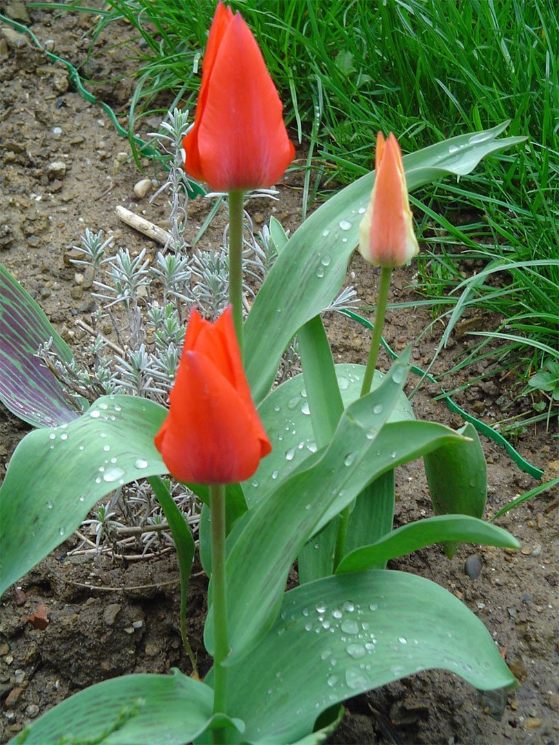 Tulipan by