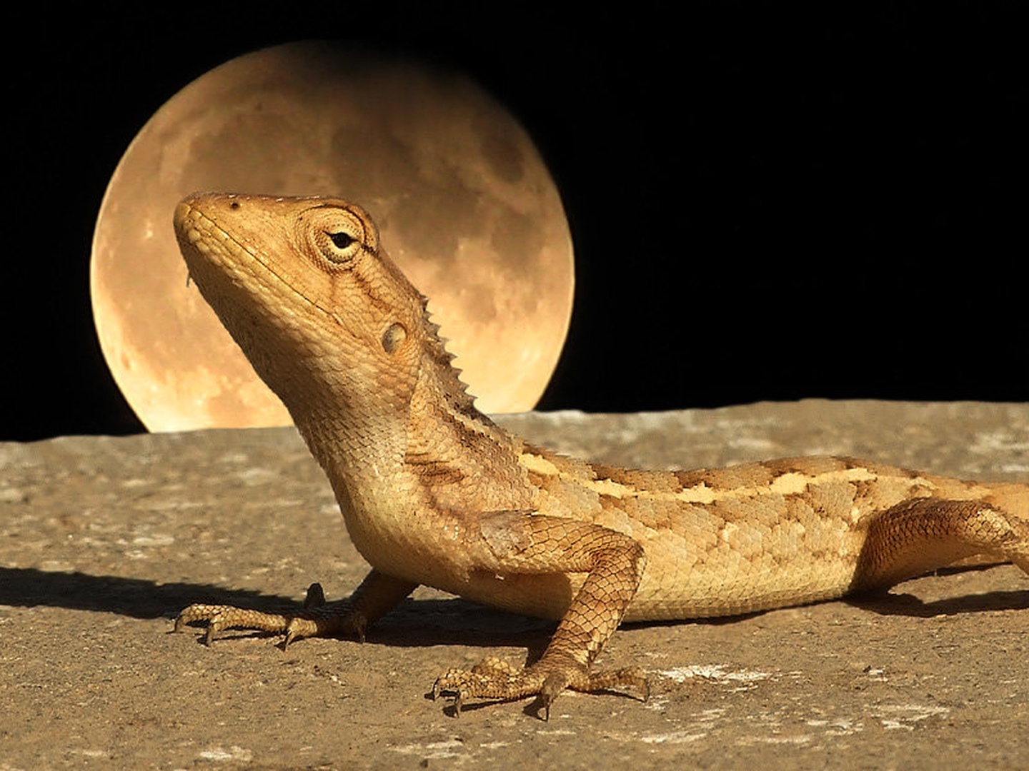 Geko sam na svetu by Epic