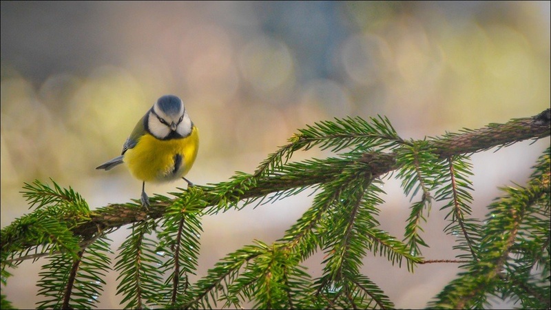 varno zavetje... by tomo savs