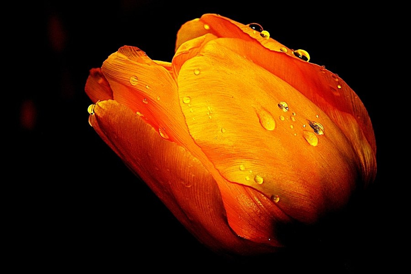 cvet by tomo savs