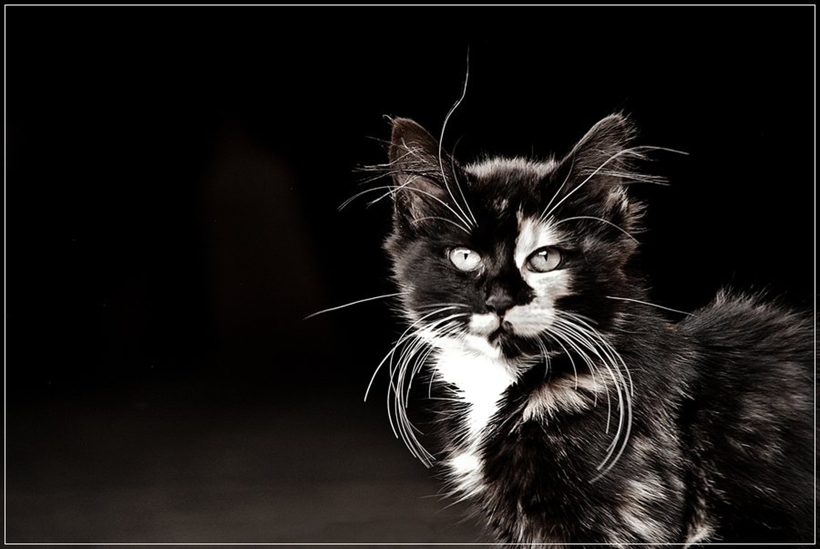 brko... by tomo savs