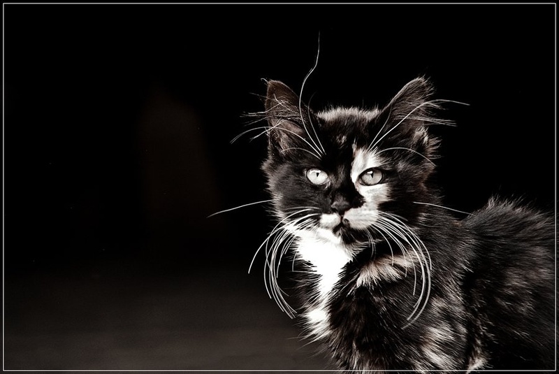brko... by tomo savs