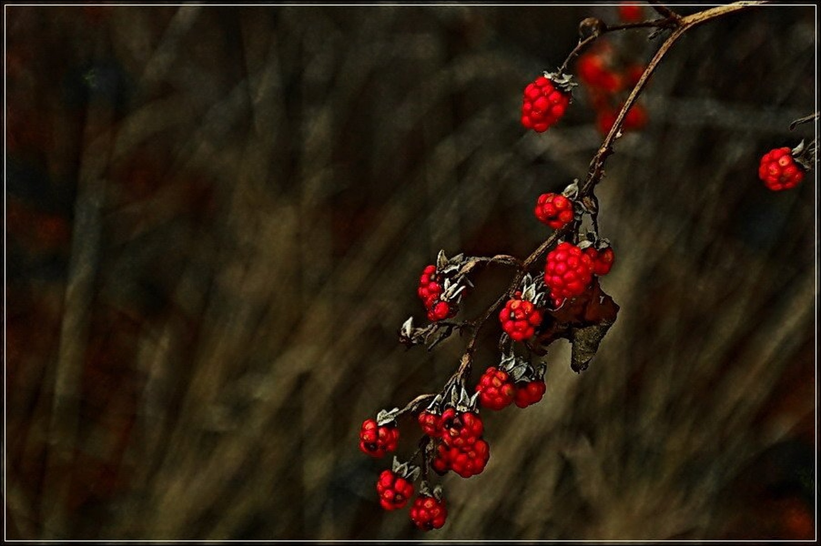 neobrane maline..... by tomo savs