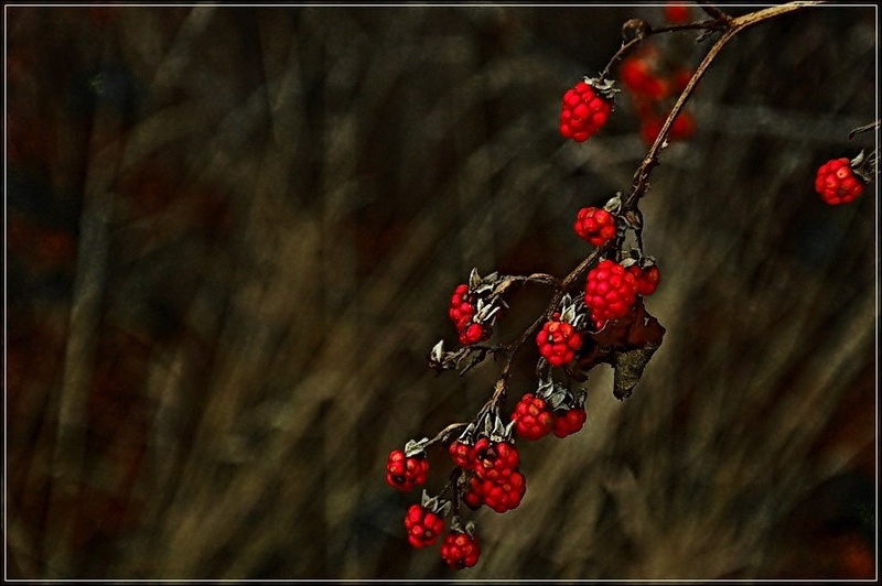 neobrane maline..... by tomo savs