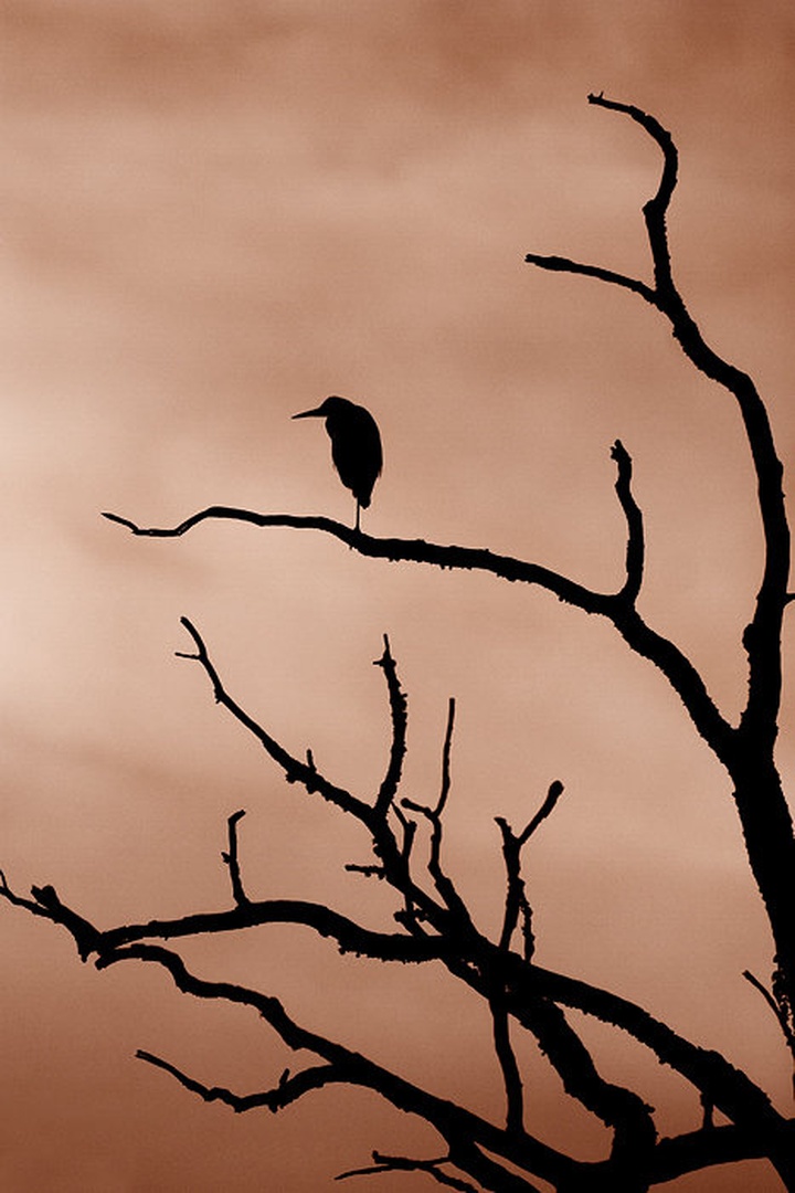 last bird by dariozagar