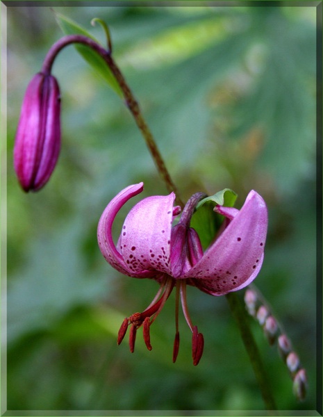 TURSKA LILIJA by Marjetica Mozina
