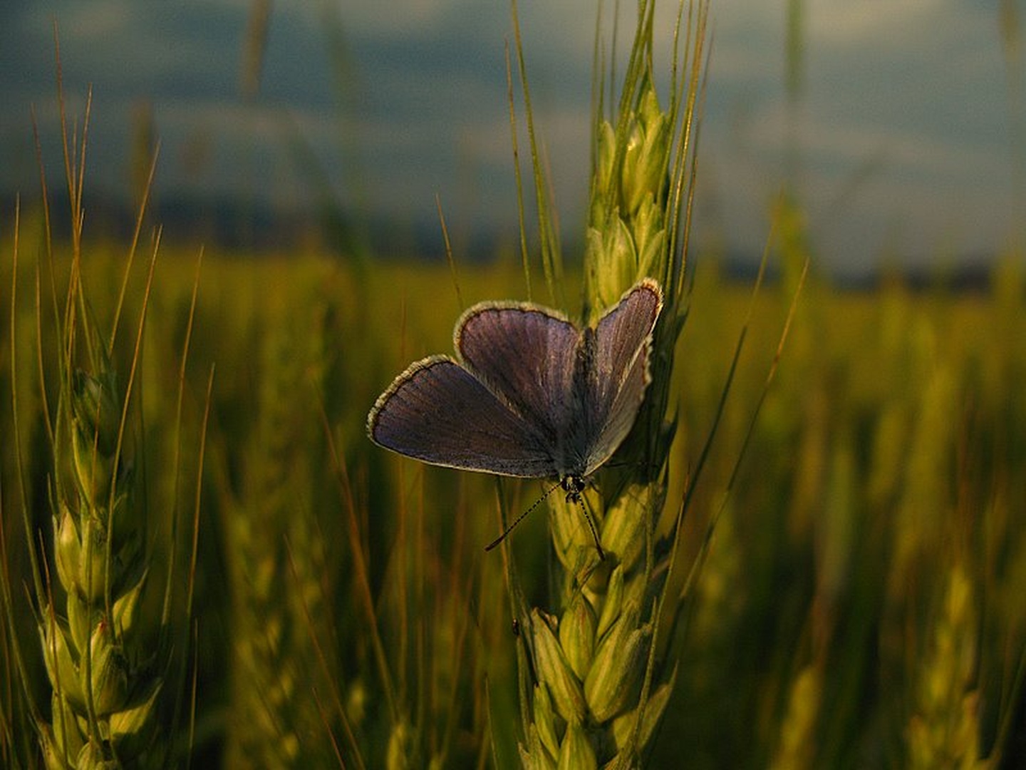 Sončenje by