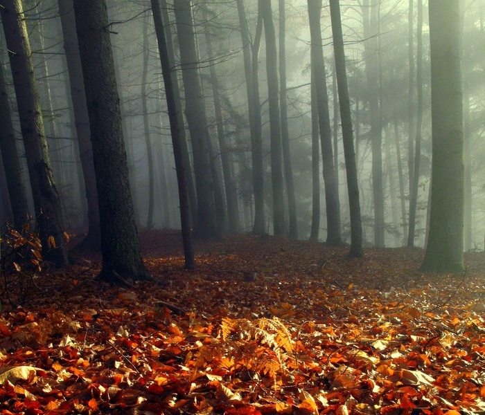 Megleno jutro by remss