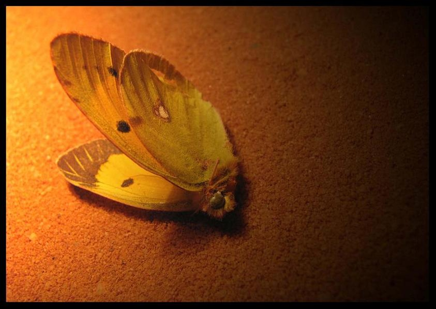...He Was a Butterfly... by Žiga Mihelčič