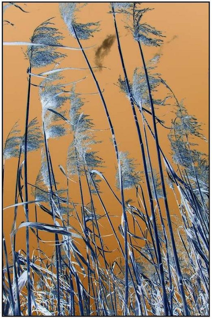 ...Reeds in the wind... by Žiga Mihelčič