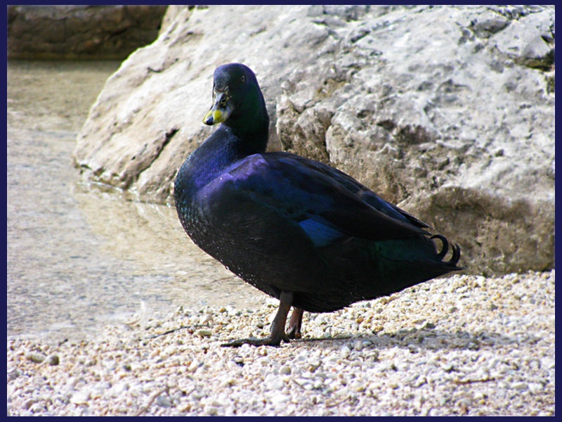 Violet Duck by Milan Jungic