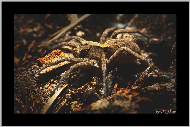 Kosmatinec by Matej P