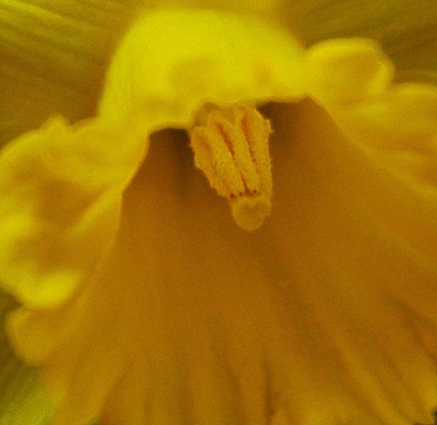 Yellow by Stanka Vukelić